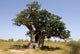 the hollow baobab (Adansonia digitata) in senegal Wall Mural