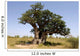 the hollow baobab (Adansonia digitata) in senegal Wall Mural