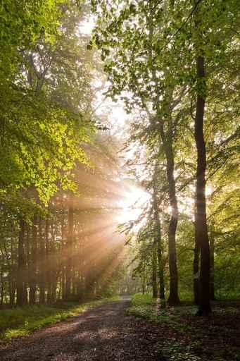 Lichtdurchfluteter Forest Wall Decal