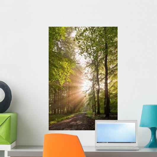 Lichtdurchfluteter Forest Wall Decal