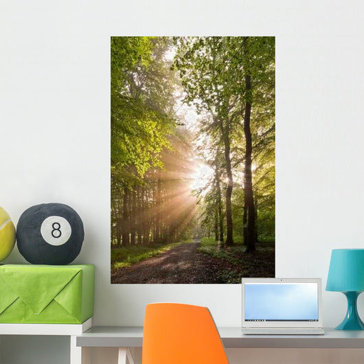 Lichtdurchfluteter Forest Wall Decal