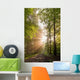 Lichtdurchfluteter Forest Wall Decal