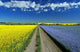 Road Through Flowering Flax And Canola Fields Wall Mural