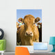 Beef Cattle, Tiger Hills, Manitoba Wall Mural