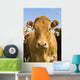 Beef Cattle, Tiger Hills, Manitoba Wall Mural
