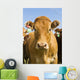Beef Cattle, Tiger Hills, Manitoba Wall Mural