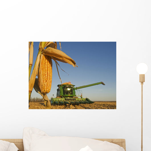 Close Up Of Feed Corn Grown For Biofuel Wall Mural