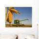 Close Up Of Feed Corn Grown For Biofuel Wall Mural