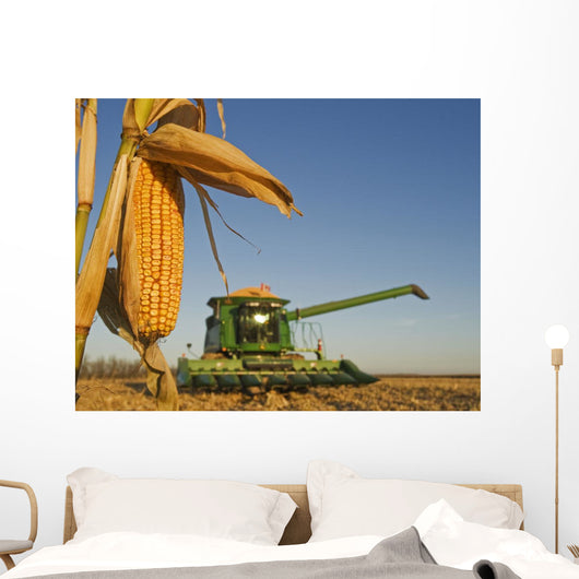 Close Up Of Feed Corn Grown For Biofuel Wall Mural