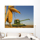 Close Up Of Feed Corn Grown For Biofuel Wall Mural