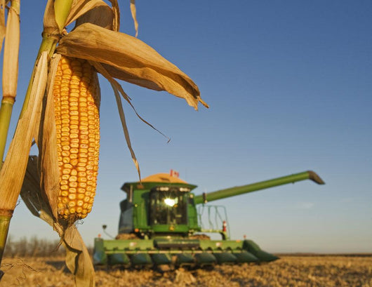 Close Up Of Feed Corn Grown For Biofuel Wall Mural