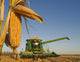 Close Up Of Feed Corn Grown For Biofuel Wall Mural