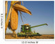 Close Up Of Feed Corn Grown For Biofuel Wall Mural