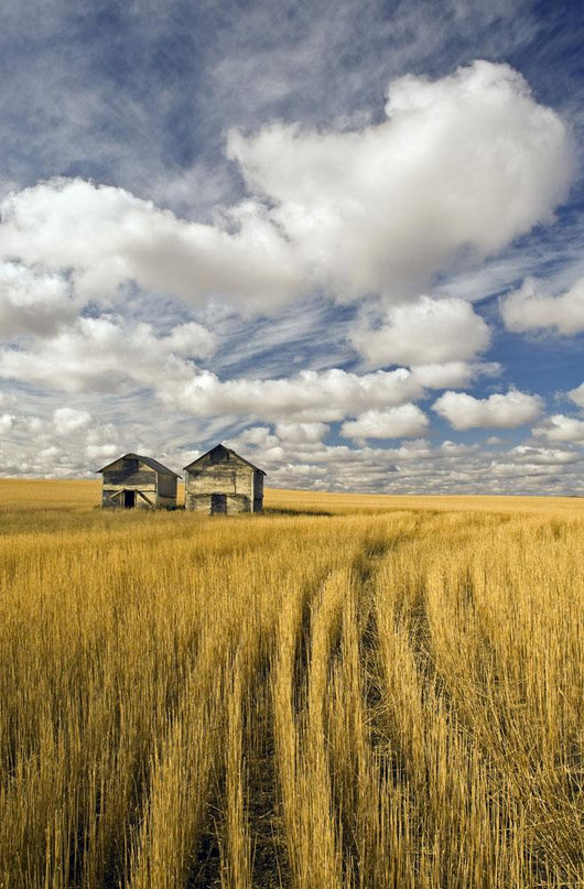 Field Showing Remains Of Wheat Straw Wall Mural