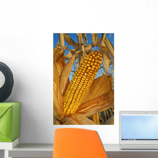 Feed/Grain Corn, Near Niverville, Manitoba Wall Mural