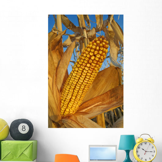 Feed/Grain Corn, Near Niverville, Manitoba Wall Mural