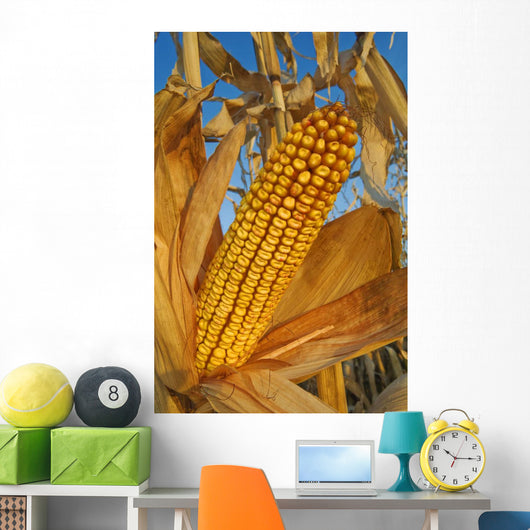 Feed/Grain Corn, Near Niverville, Manitoba Wall Mural