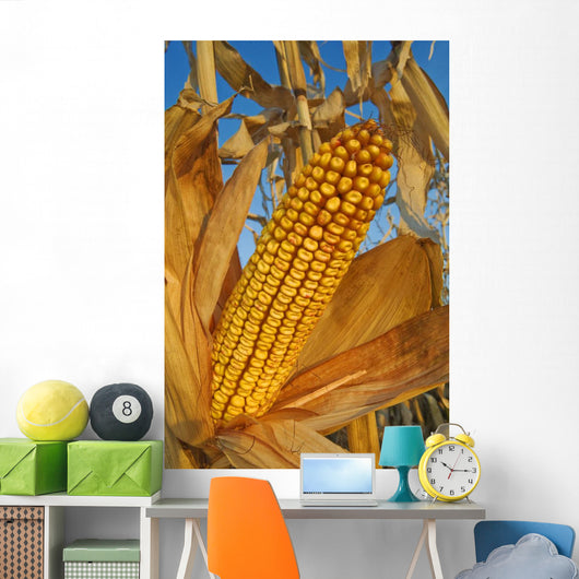Feed/Grain Corn, Near Niverville, Manitoba Wall Mural