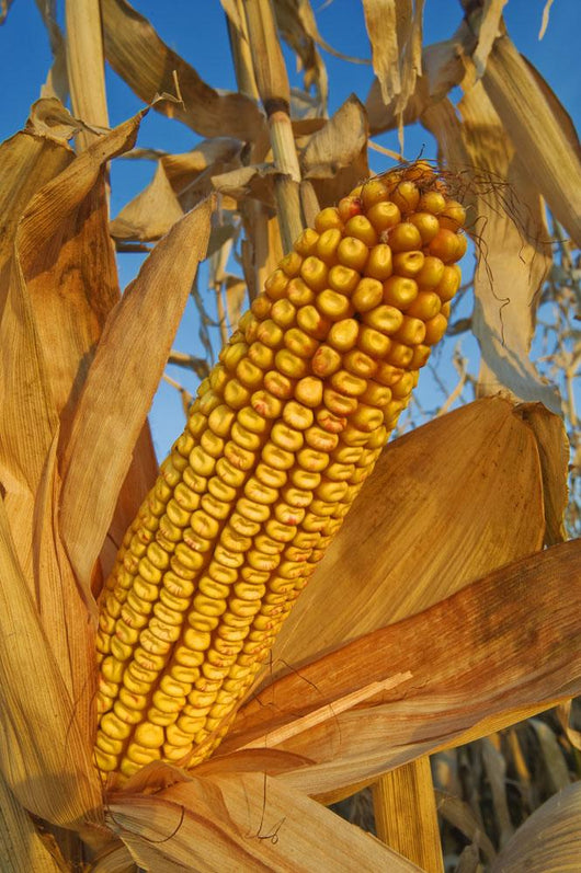 Feed/Grain Corn, Near Niverville, Manitoba Wall Mural