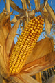 Feed/Grain Corn, Near Niverville, Manitoba Wall Mural