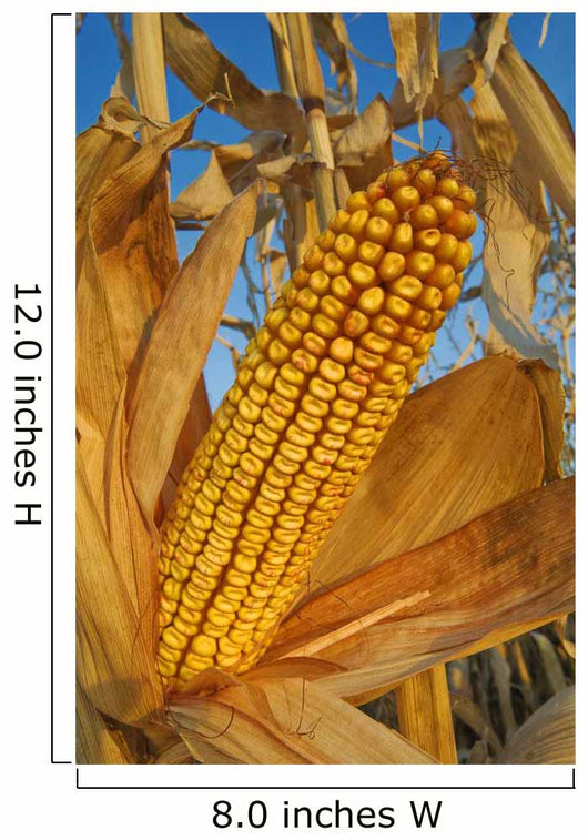 Feed/Grain Corn, Near Niverville, Manitoba Wall Mural