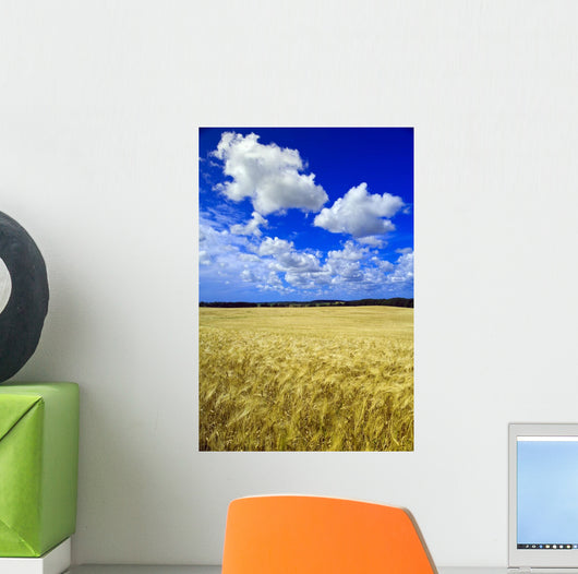 Maturing Barley Crop And Sky With Cumulus Clouds Wall Mural