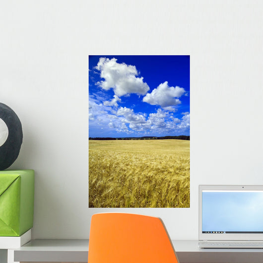 Maturing Barley Crop And Sky With Cumulus Clouds Wall Mural