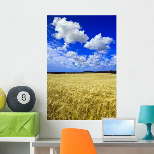 Maturing Barley Crop And Sky With Cumulus Clouds Wall Mural
