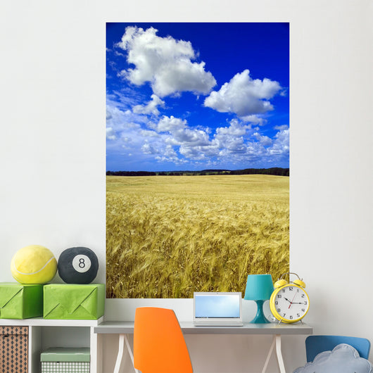 Maturing Barley Crop And Sky With Cumulus Clouds Wall Mural