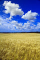 Maturing Barley Crop And Sky With Cumulus Clouds Wall Mural