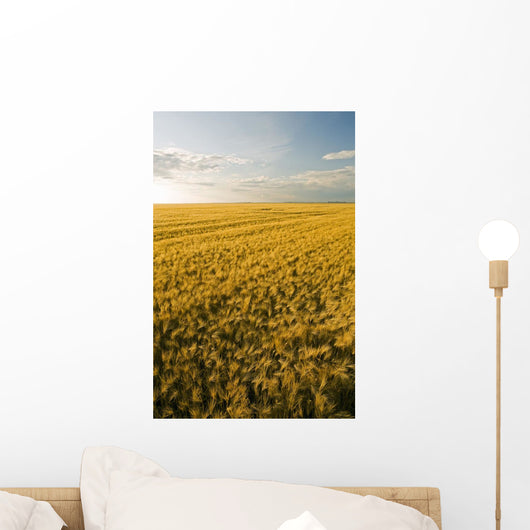 Field Of Maturing Barley Stretches To The Horizon Wall Mural