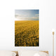 Field Of Maturing Barley Stretches To The Horizon Wall Mural