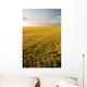 Field Of Maturing Barley Stretches To The Horizon Wall Mural