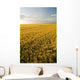Field Of Maturing Barley Stretches To The Horizon Wall Mural
