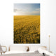 Field Of Maturing Barley Stretches To The Horizon Wall Mural