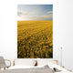 Field Of Maturing Barley Stretches To The Horizon Wall Mural
