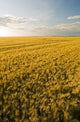 Field Of Maturing Barley Stretches To The Horizon Wall Mural