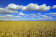 Field Of Feed/Grain Corn Stretches To The Horizon Wall Mural