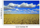 Field Of Feed/Grain Corn Stretches To The Horizon Wall Mural