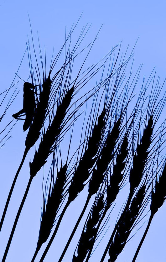 Silhouette Of A Grasshopper On Wheat, Near Manor, Saskatchewan Wall Mural