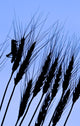Silhouette Of A Grasshopper On Wheat, Near Manor, Saskatchewan Wall Mural
