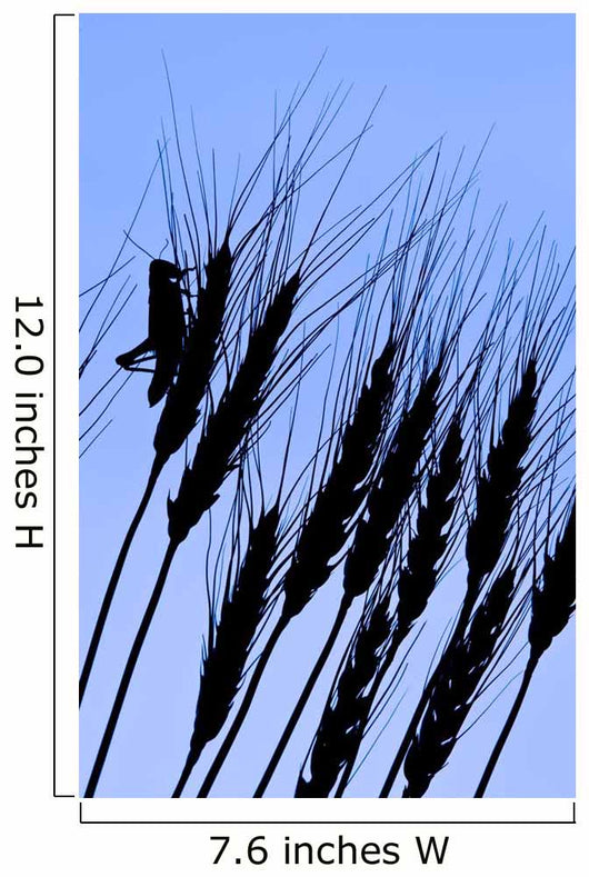 Silhouette Of A Grasshopper On Wheat, Near Manor, Saskatchewan Wall Mural