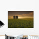 Bloom Stage Canola Field With Grain Bins In The Background Wall Mural