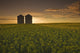 Bloom Stage Canola Field With Grain Bins In The Background Wall Mural