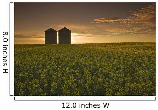 Bloom Stage Canola Field With Grain Bins In The Background Wall Mural