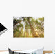 Trees In Forest, Near Duncan, Vancouver Island, British Columbia Wall Mural