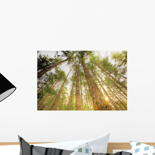 Trees In Forest, Near Duncan, Vancouver Island, British Columbia Wall Mural