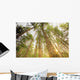 Trees In Forest, Near Duncan, Vancouver Island, British Columbia Wall Mural