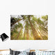 Trees In Forest, Near Duncan, Vancouver Island, British Columbia Wall Mural