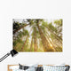 Trees In Forest, Near Duncan, Vancouver Island, British Columbia Wall Mural